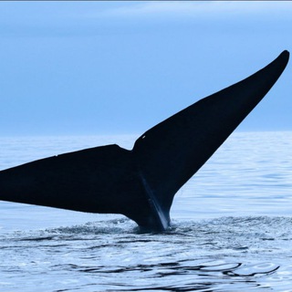 Telegram profile photo for Crypto Signals - Whales