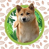 Telegram profile photo for brushwoodshiba