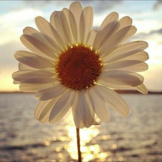 Telegram profile photo for صبح و مساء 🍃🌸