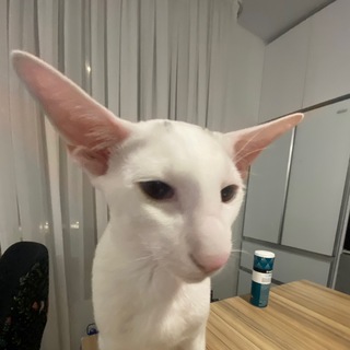Telegram profile photo for Макарошкин барахолыч