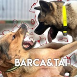 Telegram profile photo for Barca&Tai
