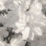 Telegram profile photo for ℑ𝔫𝔣𝔬