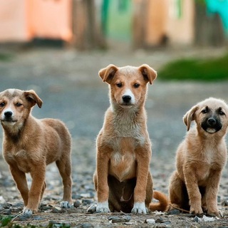 Telegram profile photo for Гав гав 🐕 Сочи и Мамайка