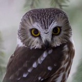 Telegram profile photo for Помощь птицам Анапы и Краснодарского Края.