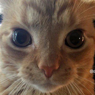 Telegram profile photo for Daily pisello