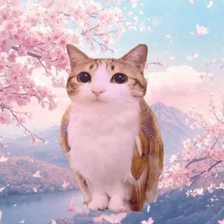 Telegram profile photo for Саня Вишнявецкая 🍒
