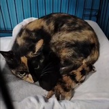 Telegram profile photo for Черри и котята