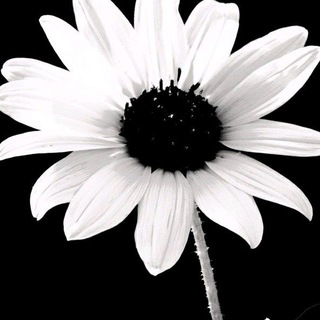 Telegram profile photo for مغلق