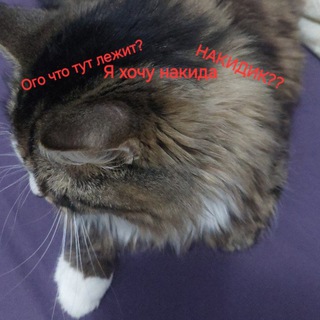Telegram profile photo for Раздачи от Monolit