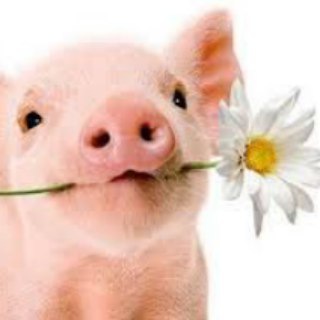 Telegram profile photo for Глазки, усики и хвостик. Животные. Милые и веселые :)