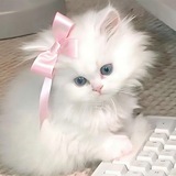 Telegram profile photo for βΊ π§ππ¦π§π π¦ππ¦π¬ππ