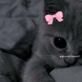 Telegram profile photo for عالم الروايات المتنوعة