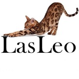 Telegram profile photo for Бенгальские котята Бенгалы LasLeo