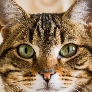 Telegram profile photo for Кошечки Воронежа