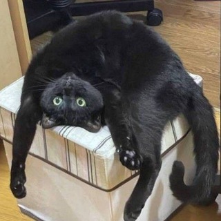 Telegram profile photo for ☾︎~°Будни Чёрного Кота°~☽︎