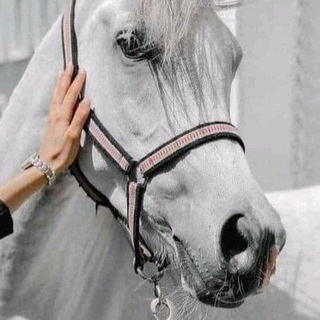 Telegram profile photo for سالي 🕊🍫🕊