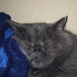Telegram profile photo for Семен Миколайович та насилля