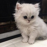 Telegram profile photo for овощехранилище