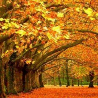 Telegram group profile photo for 打击儿童色情 I 梧桐树 I Phoenix Tree