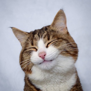 Telegram profile photo for Rexie Cat - $REXIE