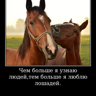 Telegram profile photo for ♡Лошадиные мемы♡