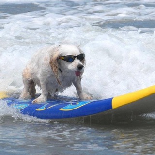 Telegram profile photo for dog on surf_tattoo