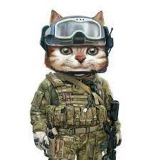 Telegram profile photo for one_cat_daily 🇺🇦