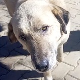 Telegram profile photo for TSR - Turkish Streetdog Rescue