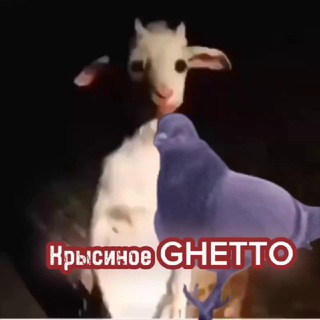 Telegram profile photo for Крысиное GHETTO