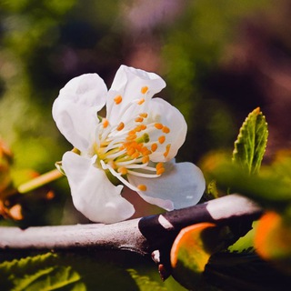 Telegram profile photo for Nature is beauty