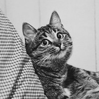 Telegram profile photo for DailyCats