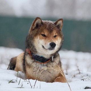 Telegram profile photo for Японник 🦊