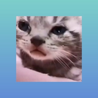 Telegram profile photo for pinshu