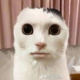 Telegram profile photo for clutter