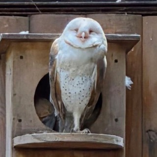 Telegram profile photo for Гнездовье🦉