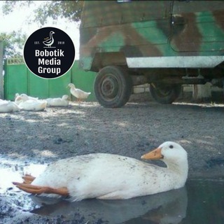 Telegram profile photo for BOBOTIKOURIER NEWS