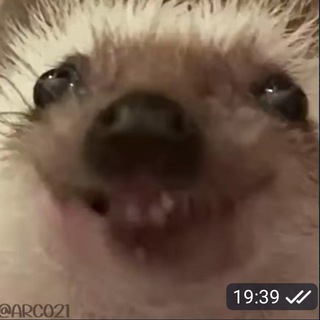 Telegram profile photo for Segret room di nuty