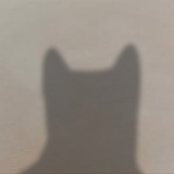 Telegram profile photo for Shadow