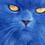 Telegram profile photo for Жований Кріт