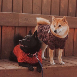 Telegram profile photo for 🧡Лоты от шипы и шибы🐾