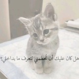 Telegram profile photo for عدنان ابو البزازين 0.2