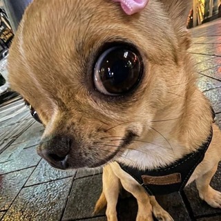 Telegram profile photo for йоу собачки
