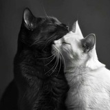 Telegram profile photo for ๐ฆ๐ฑ๐ฒ๐ผ๐น๐ฎ๐ป๐ผ ๐ธ๐ฏ ๐ฝ๐ฑ๐ฎ ๐ข๐ธ๐พ๐ต
