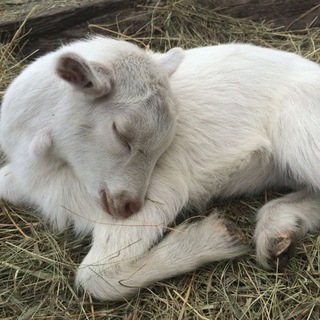 Telegram profile photo for the basic
