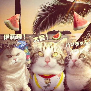 Telegram profile photo for Арбузные Коты (大屁, パンちゃん, 伊莉母)