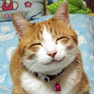Telegram profile photo for Финский для котиков
