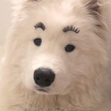Telegram profile photo for БРОВИ