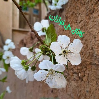 Telegram profile photo for کانال دل نوازان