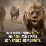 Telegram profile photo for ШЕР ЮРАК