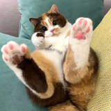 Telegram profile photo for Животный позитив🐱
